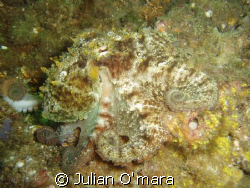 Octopus found in the rocks under Swansea bridge, NSW, Aus... by Julian O'mara 